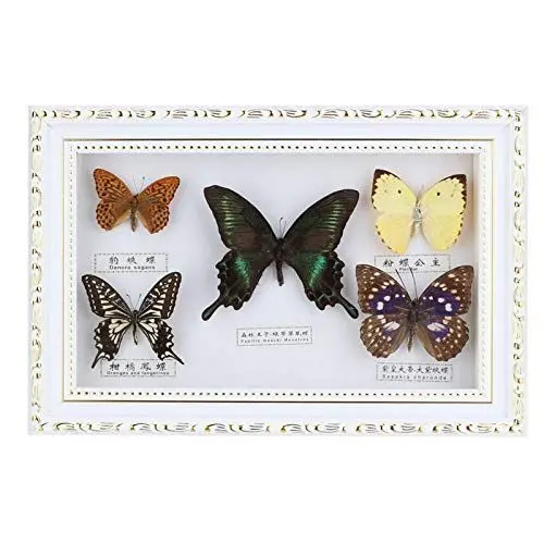 Produktbild: wosume Kleiner Bilderrahmen, Schmetterlinge 3D, 5 Stück Schmetterlinge Echte SchmetterlingsProben InsektenProbe 19,5 * 29,5 * 4 cm 3D Bilderrahmen Bilderrahmen für Kollegen Freunde