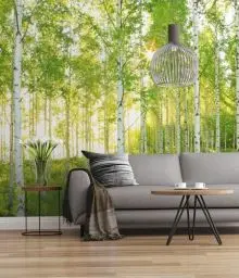 Produktbild: Komar Vlies Fototapete SUNDAY | 300 x 250 cm | Tapete, Wand Dekoration, Birkenwald, Wald, Natur, Landschaft, Schlafzimmer, Wohnzimmer | 519-DV3