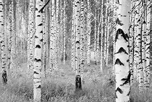 Produktbild: Komar Vlies Fototapete WOODS | 368 x 248 cm | Tapete, Wand, Dekoration, Wandbelag, Wandbild, Wanddeko, Wald, Baum, Bäume, Landschaft | XXL4-023