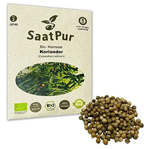 Produktbild: Koriander BIO Keimsprossen von SaatPur - Sprossen, Microgreen - 50g
