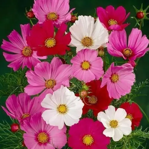 Produktbild: Kosmos-Blumensamen, 50 Stück, gemischt