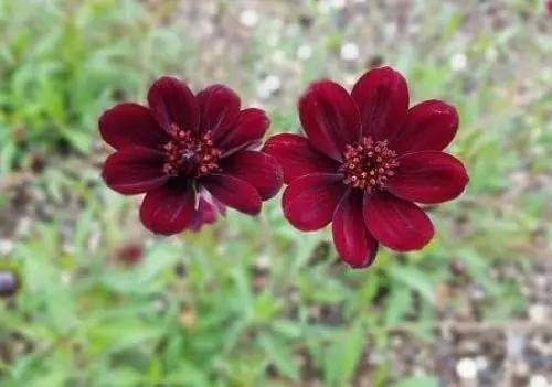 Produktbild: Kosmos-Blumensamen, 5 Stück, Kastanienbraun