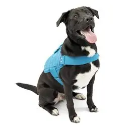 Produktbild: Kurgo RSG Townie Hundegeschirr, Einfaches Anlegen und Abnehmen, Einstellbare Brust- und Bauchgurte, Größe L, Blau