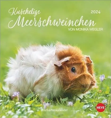 Produktbild: Kuschelige Meerschweinchen Postkartenkalender 2024 von Monika Wegler. Kleiner Kalender mit Porträts der putzigen Nager. Jeden Monat eine neue Postkarte aus dem Fotokalender.