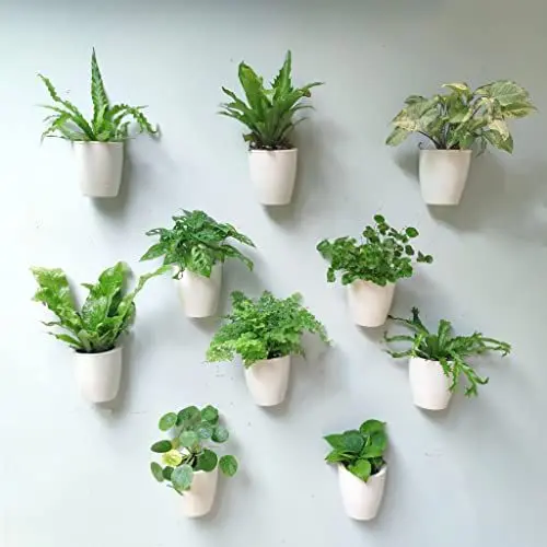 Produktbild: LaLaGreen Wand-Pflanzgefäße für Zimmerpflanzen – 10 Stück, selbstbewässernde Pflanzgefäße und Töpfe, weiße Wandhalterung, Pflanzgefäß, Moderne Hydrokultur-Wandtöpfe, Wand, Garten