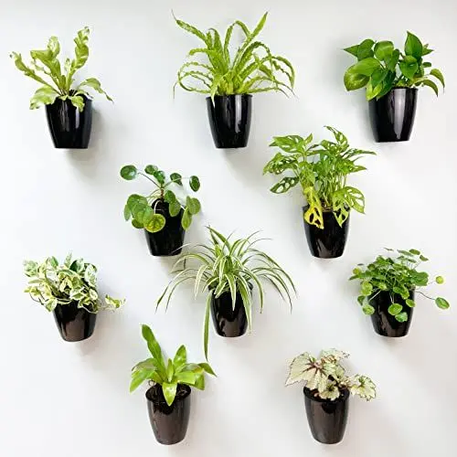 Produktbild: LaLaGreen Wandpflanzer für Zimmerpflanzen- 10 Pack, 4 Zoll Schwarze Selbstbewässernde Töpfe, Wandmontierter Pflanzenhalter, Wandhängender Vertikale Lebende Pflanzenwand Lebende Pflanzenwandgarten