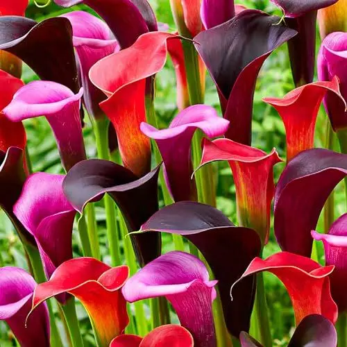 Produktbild: Lila & Schwarze & Rote Calla Lilie Blumenzwiebeln Kollektion, Zantedeschia Zwiebel, 5 echte und große Zwiebeln die mehr als 5 Blüten tragen, ideale für den Topf, aus Holland