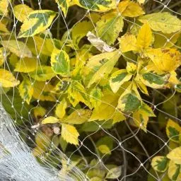 Produktbild: LINSOCLE Vogelschutznetz, 3mx10m Vogelnetz Transparent, Hühnernetz Grobmaschig, Teichnetz stabil, Volierennetz für Schützt Obstbäume und Gemüse vor Vogelfraß（Weiß）