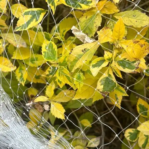 Produktbild: LINSOCLE Vogelschutznetz, 3mx10m Vogelnetz Transparent, Hühnernetz Grobmaschig, Teichnetz stabil, Volierennetz für Schützt Obstbäume und Gemüse vor Vogelfraß（Weiß）