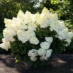 Produktbild: Little Blossom (3 Pflanzen) Winterharte Hortensien Paniculata, Echte Garten Hydrangea pflanzen aus Holland (kein Samen, kein Kunstblumen und nicht künstlich), Mehrjährig für Töpfe und Balkone