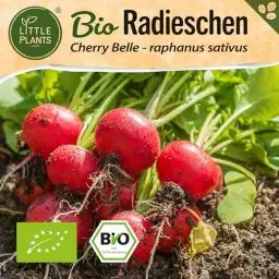 Produktbild: Little Plants BIO Radieschen Samen, 250 Radieschensamen, hohe Keimrate, 100% Natürlich, BIO Samen Radieschen Cherry Belle für Gemüsegarten, Gemüsebeet, Hochbeet – Gemüsesamen Saatgut Nachhaltig