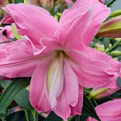 Produktbild: Lotus Lilie Rosa Pastellfarben Doppelt (10 duftende zwiebeln), Mehrjährig und Winterhart Blumenzwiebeln Lilien, Mischung aus Holland für Garten und Balkon (große knollen, kein Samen)