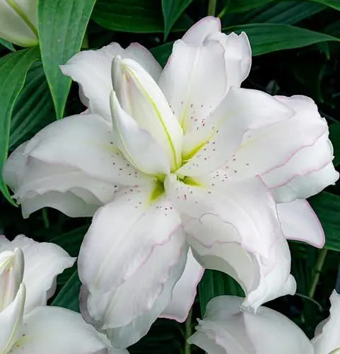 Produktbild: Lotus Lilien Weiß Doppelt (10 duftende zwiebeln), Mehrjährig und Winterhart Blumenzwiebeln Lilien, Mischung aus Holland für Garten und Balkon (große knollen, kein Samen)
