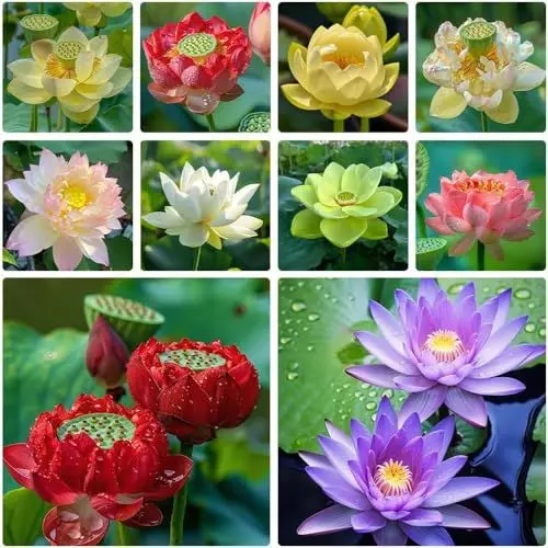 Produktbild: Lotus Samen Wohnung Gemischt 30 Stück: Schalenlotus Samen Winterharte Pflanzen für Garten, Pflanzen Kräuter Samen, Bonsai Samen Blumen Balkon, Lotusblume Samen, Blumen Saatgut Schalenlotus Samen