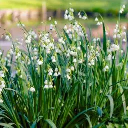 Produktbild: Märzenbecher Gravetye Giant - 50 Blumenzwiebeln - Frühlings-Knotenblume Leucojum vernum - Winterharte mehrjährig Zwiebeln - Niederländische Qualität - Für Garten, Töpfe und Balkon