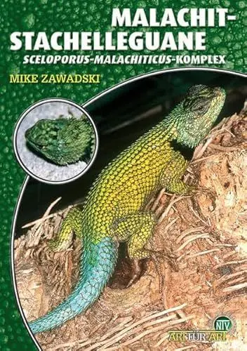 Produktbild: Malachit-Stachelleguane: Sceloporus-malachiticus-Komplex