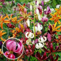 Produktbild: Martagon Lilien Zwiebeln Kollektion aus Holland - 10 Blumenzwiebeln, 5 Sorten, 2 pro Farbe - Mehrjährig und Winterhart Mix - Grose Lilium Pflanzen (kein samen) Mischung - Rote, Rosa, Weiße Blüten