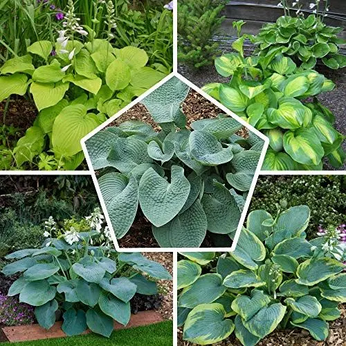Produktbild: Mehrjährig Budget Funkien Pflanzen Kollektion, Hosta Mix von 5 Hybriden in 5 Sorten, Große Funkia Winterharte Nacktwurzel Stauden aus Holland (kein Samen Zwiebeln) Perfekt als Bodendecker im Schatten
