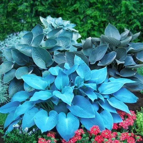 Produktbild: Mehrjährige Hosta Blau Kollektion, Hosta-Mischung aus 5 Hybriden in 5 Sorten, große Funkia-Pflanzen Winterharte, wurzelnackte Stauden aus Holland (keine Samenzwiebeln)