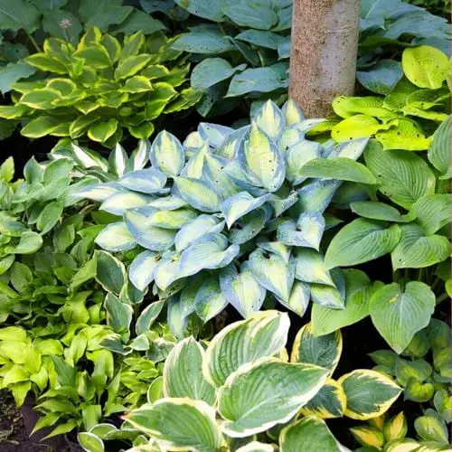 Produktbild: Funkien Pflanzen - 5 Wurzeln - Stauden Mehrjährig Winterhart - Hosta Garten Kollektion - Mix von 5 Hybriden in 5 Sorten - Pflanzen aus Holland (kein Samen, zwiebeln und nicht künstlich)
