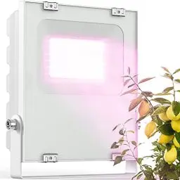 Produktbild: Meine Orangerie - LED Pflanzenlampe zur Überwinterung von mediterranen Pflanzen - Entwickelt mit den Zitruspflanzen-Profis Vollspektrum Pflanzenlicht (20)
