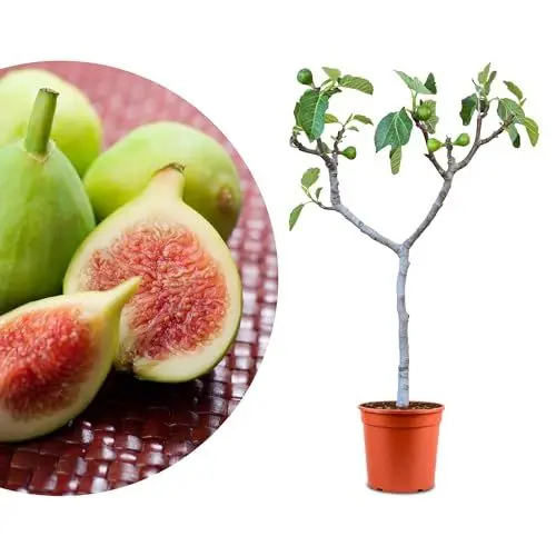Produktbild: Meine Orangerie - Winterharter Feigenbaum - Spanische Sondersorte - Höhe inkl. Topf ca. 80-100cm - Ficus Carica - Winterharte Feige in Gärtnerqualität im Ø20-22cm Topf (Cuello de Dama Blanca)