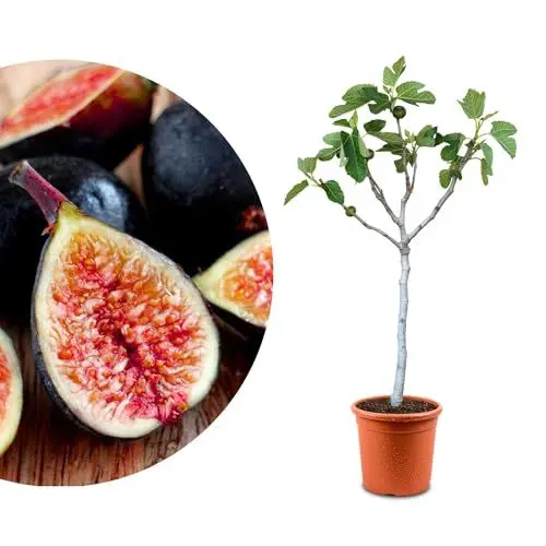 Produktbild: Meine Orangerie - Winterharter Feigenbaum - Spanische Sondersorte - Höhe inkl. Topf ca. 80-100cm - Ficus Carica - Winterharte Feige in Gärtnerqualität im Ø20-22cm Topf (Napolitana)