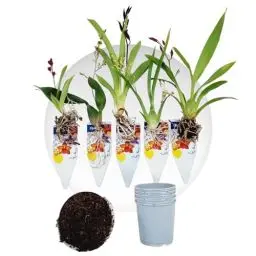 Produktbild: Mini Orchideen, 5 Zimmerpflanzen Mischung aus Holland. Mix von 5 Farben (Gelb, Braun, Rosa, Weiß). 15-20cm hoch mit Blüten Cambria, Colmonara, Brassia (keine künstliche Orchidee ohne Dünger und Topf)