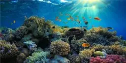 Produktbild: MIRRORANG 120x50cm Langlebige Vinyl Aquarium Hintergrund Koralle Tropische Fische Unterwasserwelt Aquarium Hintergrund