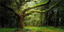 Produktbild: MIRRORANG 180x46cm Deep Forest Terrarium Hintergrund Tropisches Aquarium Hintergrund Riesige Bäume Reptilien Lebensraum Hintergrund Vinyl Hintergrund