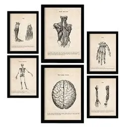 Produktbild: Nacnic Gliedmaßen und Gehirn Postern. Medizinische Illustrationen im Vintage Stil von Anatomie, Körperteilen, Knochen und Muskeln. Innenarchitektur und Dekoration. A4 & A3.