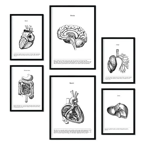 Produktbild: Nacnic-Set von 6 Poster der inneren Organe. Sammlung von Platten mit ästhetischer Collage für Innendekoration. Größen A3 und A4. Rahmenlos