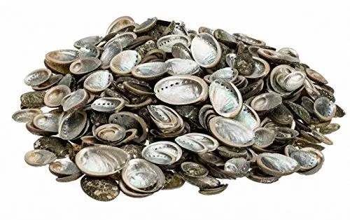 Produktbild: NaDeco Haliotis pulcherina, 0,5 kg, ca. 3-5cm, ca. 70-90 STK| Kleine Abalone Schnecke | Muscheln und Schnecken zum Basteln und Dekorieren | Abalone Muschel | Maritime Dekoration | Deko Muscheln