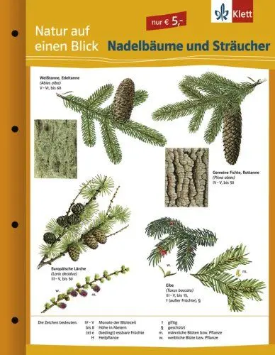Produktbild: Nadelbäume und Sträucher: Naturkundefolder Klasse 1-10 (Natur auf einen Blick)