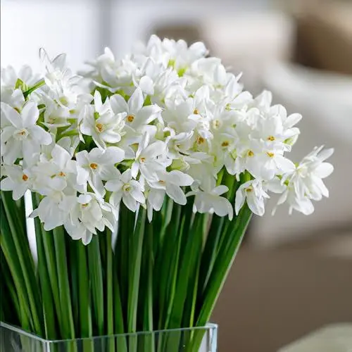 Produktbild: Narzissen Paperwhiter Sommerblüte Blumenzwiebel (25 Narzissenzwiebeln), mehrjährig und winterhart, duftende Blumenzwiebel mischung aus Holland für Garten und Topf, (keine Samen, nicht künstlich)