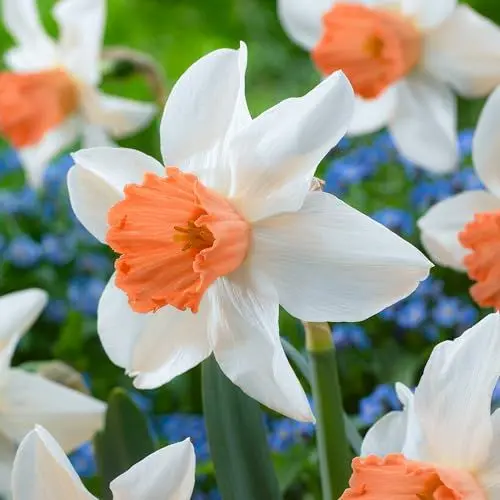Produktbild: Narzissen Zwiebeln Accent - 25 Blumenzwiebeln - Osterglocken Zwiebeln mehrjährig winterhart - Duftende Osterglocken Mischung - Niederländische Qualität - Für Garten und Töpfe
