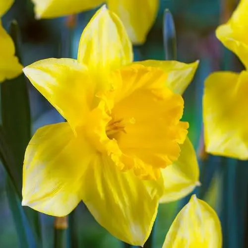 Produktbild: Narzissen Zwiebeln Yellow Trumpet - 25 Blumenzwiebeln - Osterglocken Zwiebeln mehrjährig winterhart - Duftende Osterglocken Mischung - Niederländische Qualität - Für Garten