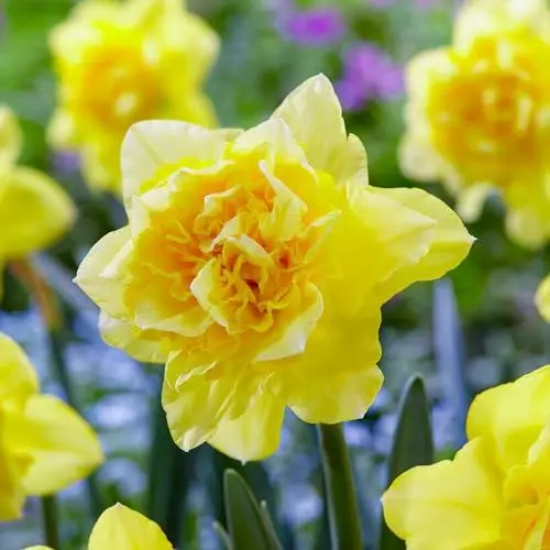 Produktbild: Narzissen Zwiebeln Dick Wilden - 25 Blumenzwiebeln - Osterglocken Zwiebeln mehrjährig winterhart - Duftende Mischung - Niederländische Qualität - Für Garten und Töpfe