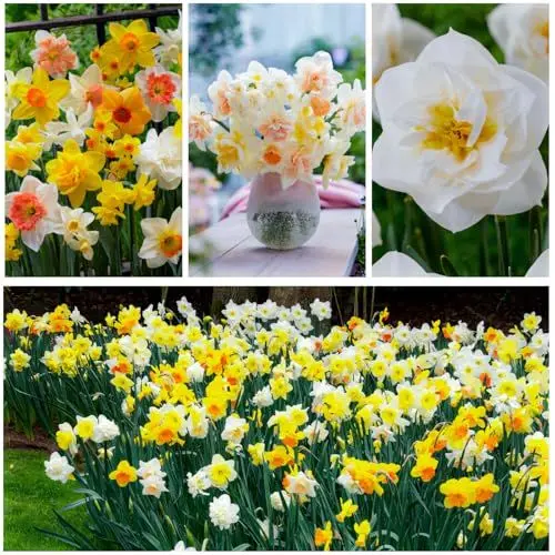 Produktbild: Narzissen Zwiebeln Frühlingstraum Kollektion - 25 Blumenzwiebeln mehrjährig und winterhart - Duftende Osterglocken mix aus Holland - für Garten und Topf (keine Samen - nicht künstlich)