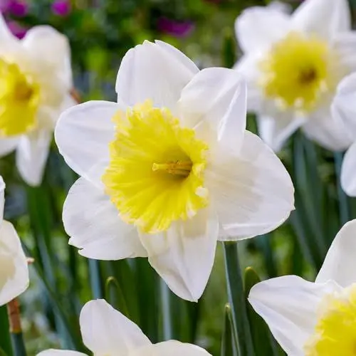 Produktbild: Narzissen Zwiebeln Ice Follies - 25 Blumenzwiebeln - Osterglocken Zwiebeln mehrjährig winterhart - Duftende Mischung - Niederländische Qualität - Für Garten und Töpfe