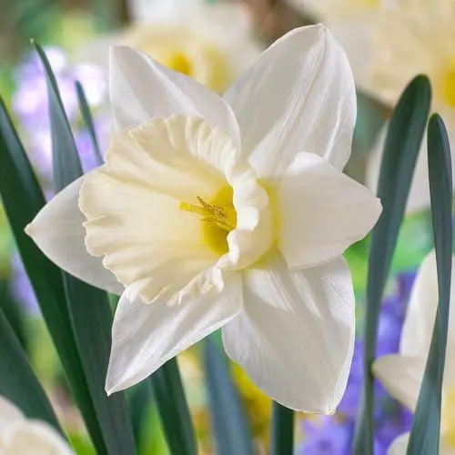 Produktbild: Narzissen Zwiebeln Mount hood - 25 Blumenzwiebeln - Osterglocken Zwiebeln mehrjährig winterhart - Duftende Mischung - Niederländische Qualität - Für Garten und Töpfe