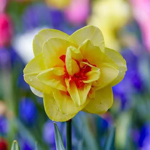 Produktbild: Narzissen Zwiebeln Tahiti - 25 Blumenzwiebeln - Osterglocken Zwiebeln mehrjährig winterhart - Duftende Osterglocken Mischung - Niederländische Qualität - Für Garten und Töpfe