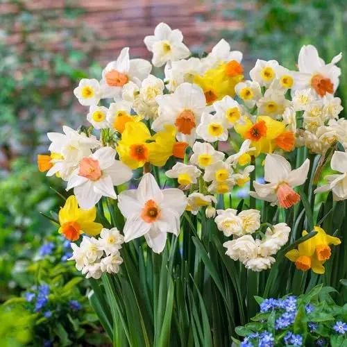 Produktbild: Narzissen Zwiebel Tazetta Kollektion - 25 Blumenzwiebeln - Osterglocken Zwiebeln mehrjährig winterhart - Duftende Mischung Blumenzwiebel Frühling - Niederländische Qualität - Für Garten und Töpfe