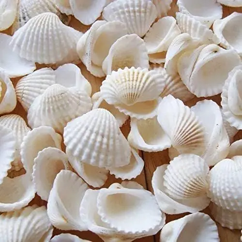 Produktbild: Natürliche Muscheln 280g Strandmuscheln Bastelmuscheln Kleine Muscheln aus der Tiefsee Natürliche Schneemuscheln Kokosnussschalen, für DIY-Basteldekoration, Vasenfüller, Heimdekomischungen