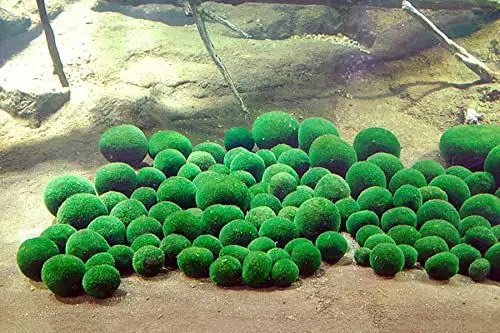 Produktbild: NatureHolic Marimo Algenball/Japanischer Marimo Algenball