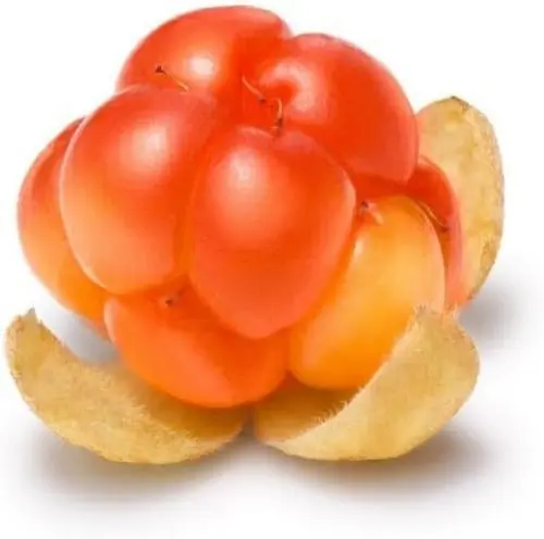 Produktbild: Neue, frische 50 Stück Moltebeeren-Fruchtsamen