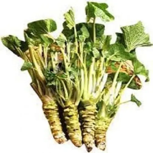Produktbild: Neue, frische 90 Stück Wasabi-Gemüsesamen