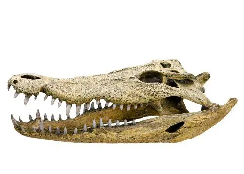 Produktbild: Nobby Aqua Ornaments KROKODIL SCHÄDEL, 47,5 x 20,5 x 16 cm, 1 Stück