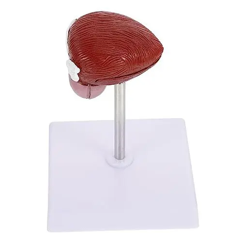 Produktbild: OKUMEYR Blasen-anatomiemodell Aus Kunststoff Lehrdemonstrationsausrüstung Für Schueler Anatomisches Modell Für Physiologie-unterricht