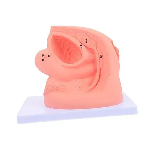 Produktbild: OKUMEYR 1 Stück Modellmodelle Weibliche Form Lernen Frauenform Einfaches Modell Kunststoff